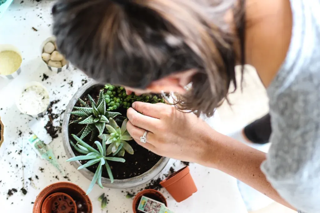 Tiny Hands and Succulents